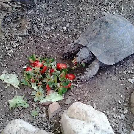 Anastasia Готель Rhodes City